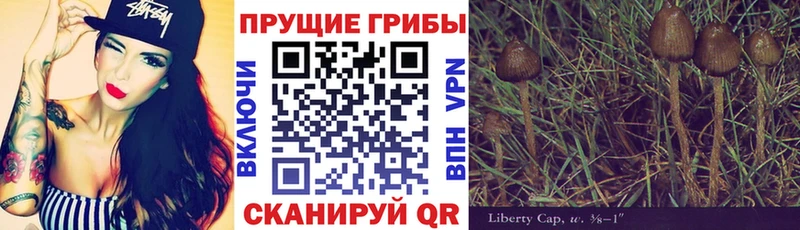 Галлюциногенные грибы Psilocybe  Чита 
